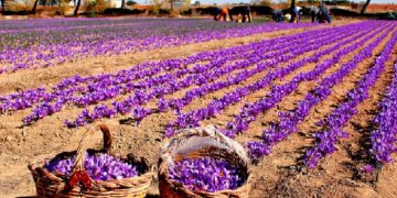 علبة “زعفران مغربي” تباع عن طريق السوشال ميديا بـ 15 مليون سنتيم
