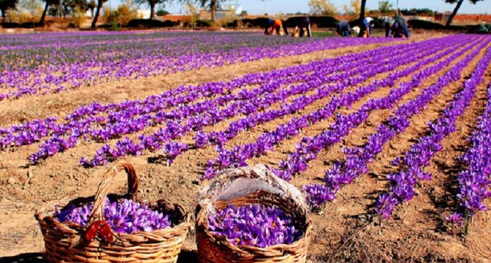 علبة “زعفران مغربي” تباع عن طريق السوشال ميديا بـ 15 مليون سنتيم