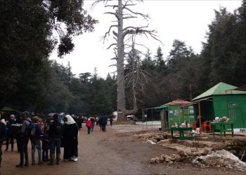 شجرة تاريخية تُهدد زوارها بضواحي إفران