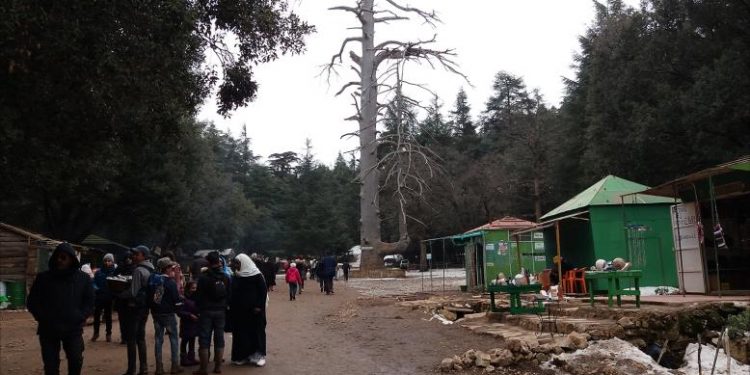 شجرة تاريخية تُهدد زوارها بضواحي إفران