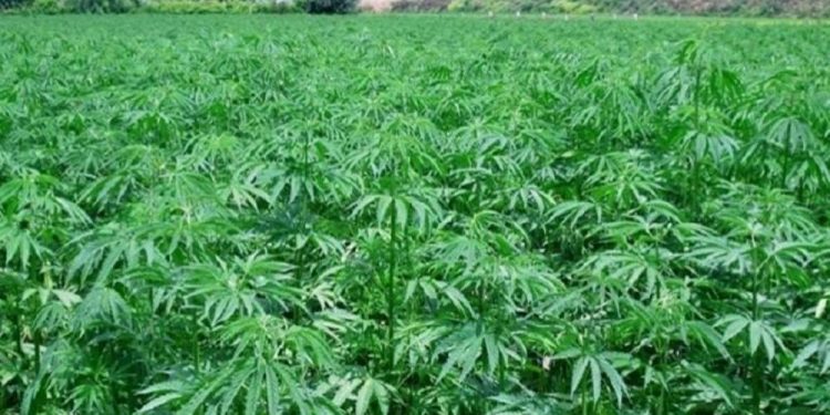 طنجة تحتضن أول مؤتمر دولي حول الإمكانات العلاجية والصناعية للقنب الهندي