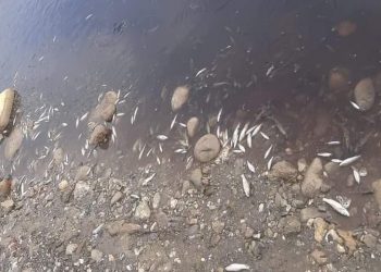 مشهد لنفوق الأسماك بواد آسرى بتاونات