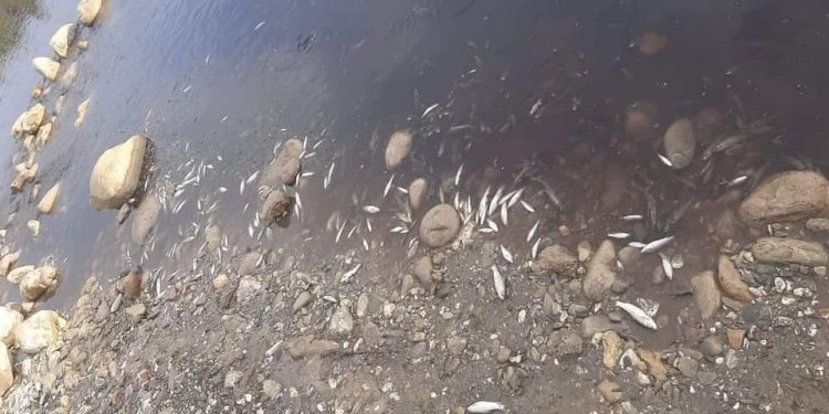مشهد لنفوق الأسماك بواد آسرى بتاونات