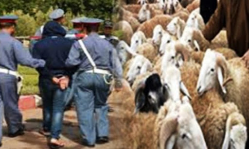 أزرو : حكم مخفف لحارس غابة مزور والبحث متواصل عن شريكه في انتحال صفة وسرقة أغنام راعية