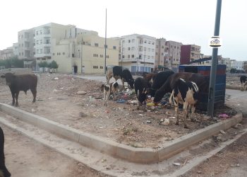 ترْييف فاس التاريخية”..مظاهر البداوة تزحف على العمران والإنسان