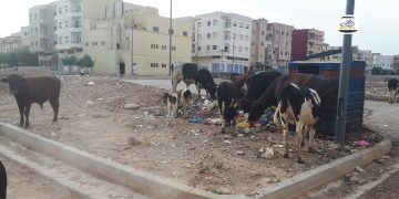 ترْييف فاس التاريخية”..مظاهر البداوة تزحف على العمران والإنسان