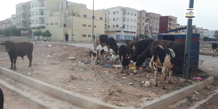 ترْييف فاس التاريخية”..مظاهر البداوة تزحف على العمران والإنسان