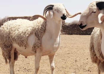 الحكومة وعيد الأضحى 2022.. الوضعية الصحية للقطيع جيدة وعرض الأضاحي يفوق 7 ملايين رأس