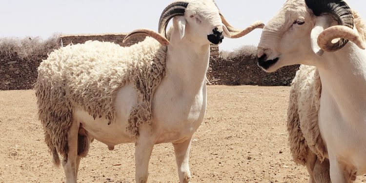 الحكومة وعيد الأضحى 2022.. الوضعية الصحية للقطيع جيدة وعرض الأضاحي يفوق 7 ملايين رأس