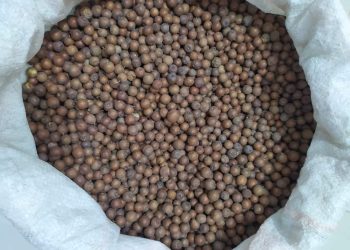 شيء عن النبق أو النبگ أو السوّيد أو السدر( Rhamnus)