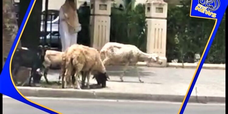 مظاهر البداوة تعود بقوة إلى شوارع فاس .. قطعان للماشية أمام منزل الوالي زنيبر وواجهة القصر الملكي و مقاطعة أكدال((الفيديو))