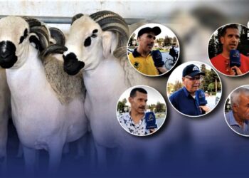 بالفيديو هكذا رد الفاسيون عن سؤال “واش شريتو أضحية العيد؟”