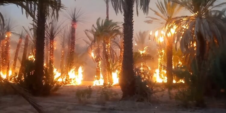 حرائق واحة طاطا تحرج حكومة أخنوش..وتكشف عن فشلها في  تدبير نظـام التغطيـة ضـد عواقـب الوقائـع الكارثيــة