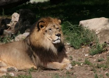 هيجان “أسد الأطلس” بين الإبلاغ عن هجوم جديد و نفي ظهوره بغابات إقليم خنيفرة