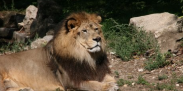 هيجان “أسد الأطلس” بين الإبلاغ عن هجوم جديد و نفي ظهوره بغابات إقليم خنيفرة