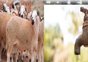 الـ”ONEE” يدعو إلى ترشيد استهلاك الماء خلال عيد الأضحى في مقابل صمته عن صنابير جافة بأغلب المناطق