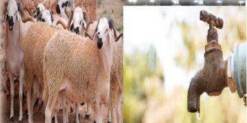 الـ”ONEE” يدعو إلى ترشيد استهلاك الماء خلال عيد الأضحى في مقابل صمته عن صنابير جافة بأغلب المناطق