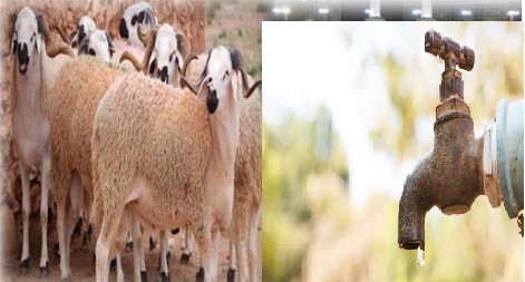 الـ”ONEE” يدعو إلى ترشيد استهلاك الماء خلال عيد الأضحى في مقابل صمته عن صنابير جافة بأغلب المناطق