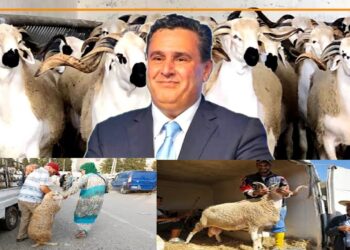 الحكومة وأضاحي العيد2024