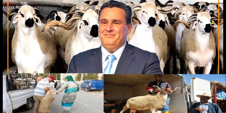 الحكومة وأضاحي العيد2024