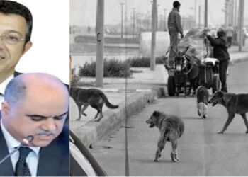 بالفيديو : الكلاب الضالة تغزو أحياء و شوارع مدينة فاس