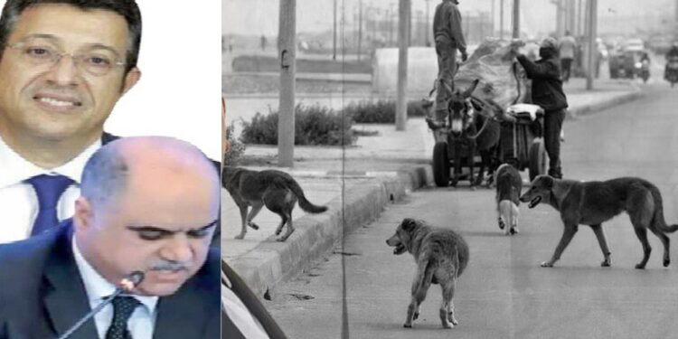 بالفيديو : الكلاب الضالة تغزو أحياء و شوارع مدينة فاس