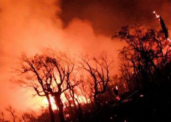 تازة : بالفيديو حريق جديد وهذه المرة بغابة”دوار بوعسكر” جماعة الزراردة