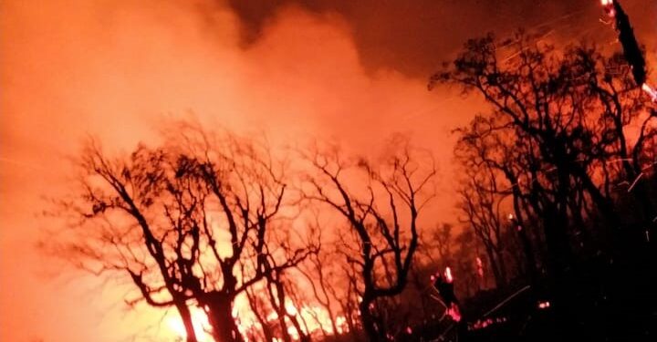 تازة : بالفيديو حريق جديد وهذه المرة بغابة”دوار بوعسكر” جماعة الزراردة