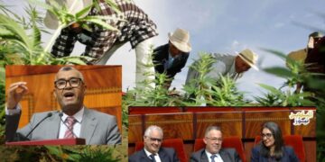 بالفيديو : بووانو يُشكك في استعمالات القنب الهندي .. حذر الحكومة من “تدويخ” المغاربة قبل انتخابات 2026