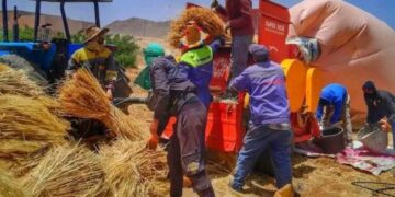 طقوس فلاحية خالدة.. انطلاق عملية الحصاد والدرس وسط فرح الفلاحين بجودة المحصول وكمية انتاجه بإقليم الحسيمة