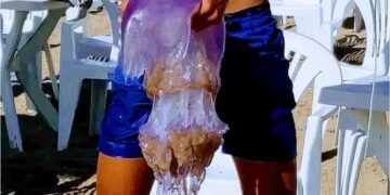 بعد تحذيرات اسبانية من كائنات بحرية سامة.. قناديل البحر تظهر بشكل لافت بشواطئ الحسيمة مثيرة قلق المصطافين