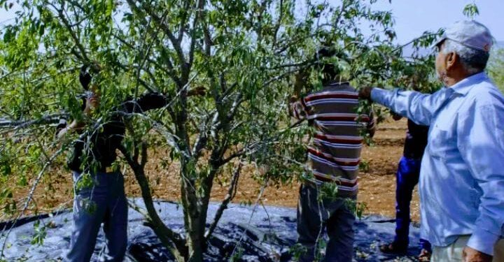 الحسيمة دوار أغزار إمزيرن .. انطلاق موسم جني اللوز وسط مؤشرات إنتاج وفير لهذا العام