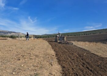 بالفيديو(ربورتاج): موسم الحرث ينطلق بمولاي يعقوب(جماعة لعجاجرة) وسط شكاوى الفلاحين من “شح” برامج الدعم والتتبع