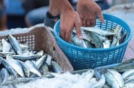 من سردين الفقراء إلى سمك الأغنياء/الميادين