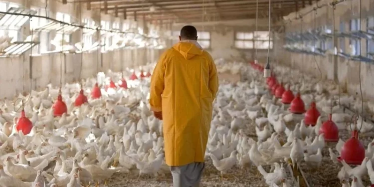 اللحوم البيضاء بالمغرب قطاع الدواجن