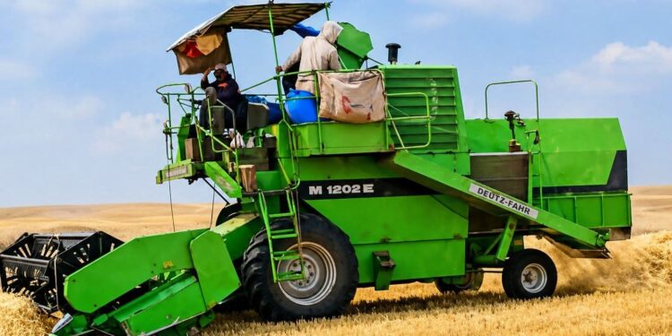 موسم الحصاد بدكالة