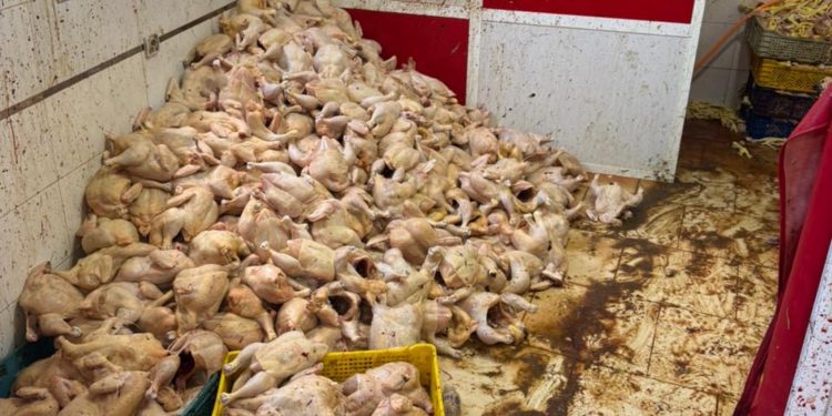 طنجة : حجز أطنان من اللحوم البيضاء الفاسدة يُعيد للواجهة تراخي لجان المراقبة الصحية
