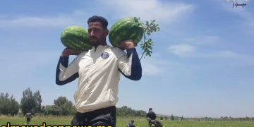 مولاي يعقوب(ربورتاج): منتجو”دلاح سبو” يشتكون من غياب الدعم وعدم استقرار الأثمنة ((فيديو))