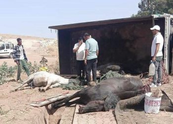 حادث شاحنة لنقل الخيول تُلحق خسارة مؤلمة بتراث الفروسية المغربي