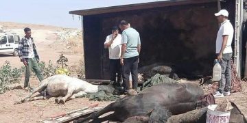 حادث شاحنة لنقل الخيول تُلحق خسارة مؤلمة بتراث الفروسية المغربي