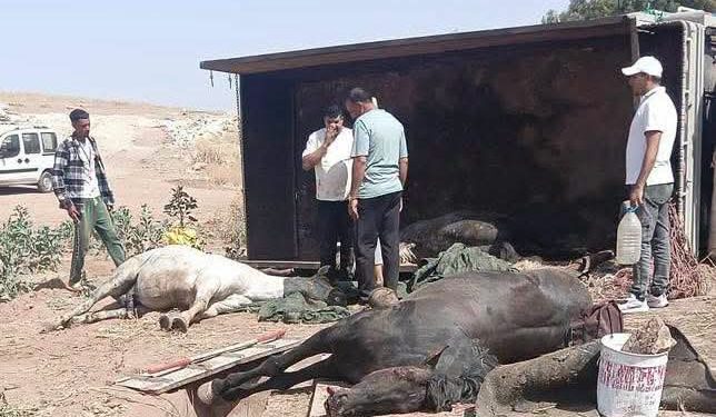 حادث شاحنة لنقل الخيول تُلحق خسارة مؤلمة بتراث الفروسية المغربي