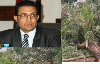 الجديدة: قطع أشجار غابة الحوزية يُثير زوبعة .. وجمعية حقوقية تُطالب بتوضيحات رسمية