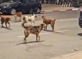 الكلاب تغزو شوارع وأحياء مدينة تازة - الميادين نيوز الكلاب تغزو شوارع وأحياء مدينة تازة