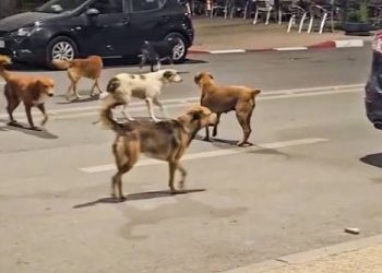 الكلاب تغزو شوارع وأحياء مدينة تازة