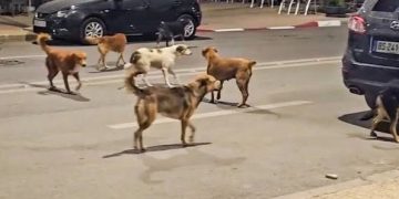 الكلاب تغزو شوارع وأحياء مدينة تازة