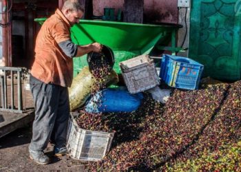بالفيديو: الزيادة  في أسعار عصر الزيتون يُغضب فلاحي مولاي يعقوب.. أفسد عليهم فرحتهم بوفرة منتوج هذه السنة