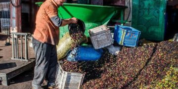 بالفيديو: الزيادة  في أسعار عصر الزيتون يُغضب فلاحي مولاي يعقوب.. أفسد عليهم فرحتهم بوفرة منتوج هذه السنة